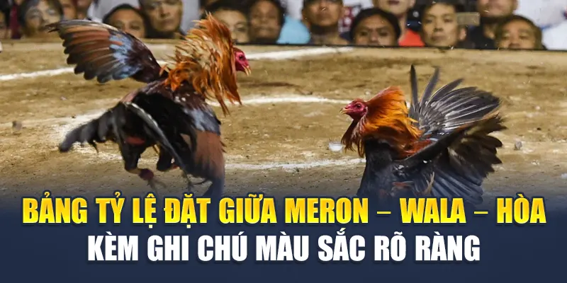 Bảng tỷ lệ đặt giữa Meron – Wala – Hòa kèm ghi chú màu sắc rõ ràng