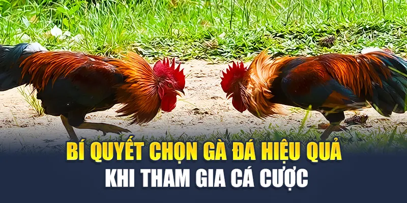 Bí quyết chọn gà đá hiệu quả khi tham gia cá cược