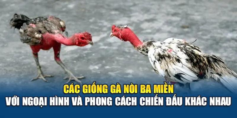 Các giống gà nòi ba miền với ngoại hình và phong cách chiến đấu khác nhau