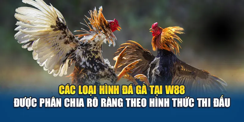 Các loại hình đá gà tại W88 được phân chia rõ ràng theo hình thức thi đấu