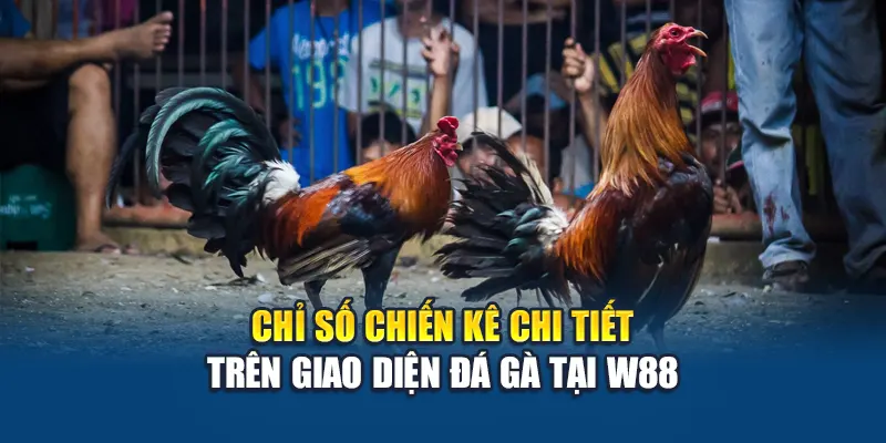 Chỉ số chiến kê chi tiết trên giao diện đá gà tại W88