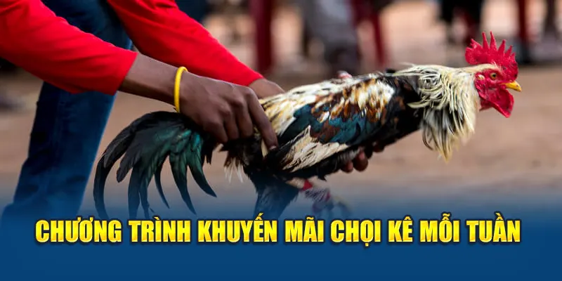 Chương trình khuyến mãi chọi kê mỗi tuần