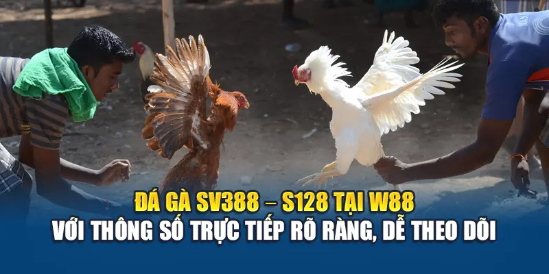 Đá gà SV388 – S128 tại W88 với thông số trực tiếp rõ ràng, dễ theo dõi