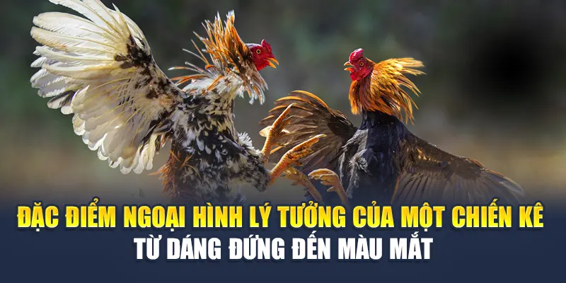 Đặc điểm ngoại hình lý tưởng của một chiến kê – từ dáng đứng đến màu mắt