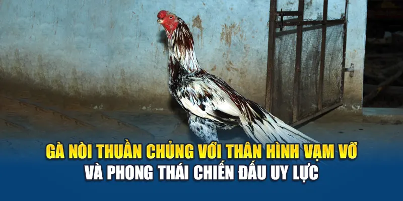 Gà nòi là gì? Giống thuần chủng với thân hình vạm vỡ và phong thái chiến đấu uy lực