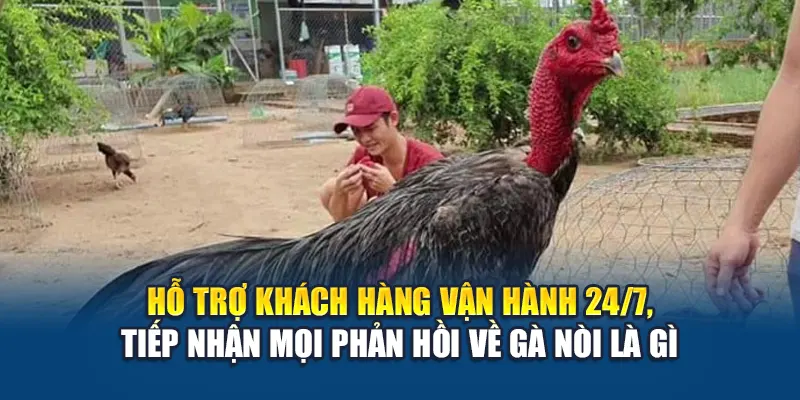 Hỗ trợ khách hàng vận hành 24/7, tiếp nhận mọi phản hồi về gà nòi là gì