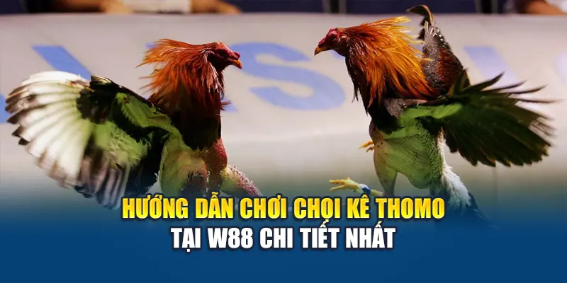 Hướng dẫn chơi chọi kê Thomo tại W88 chi tiết nhất
