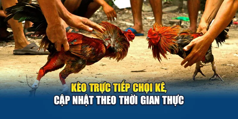 Kèo trực tiếp chọi kê, cập nhật theo thời gian thực