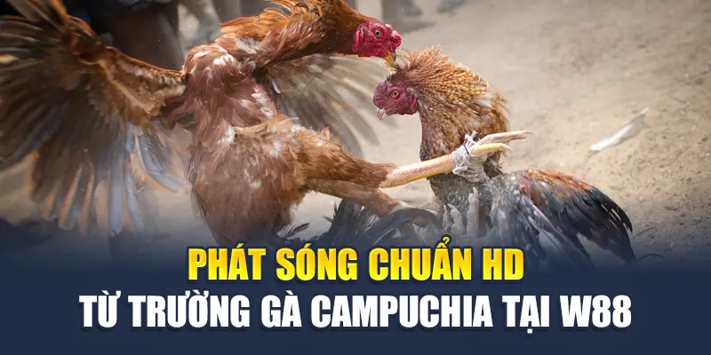Phát sóng chuẩn HD từ trường gà Campuchia tại W88