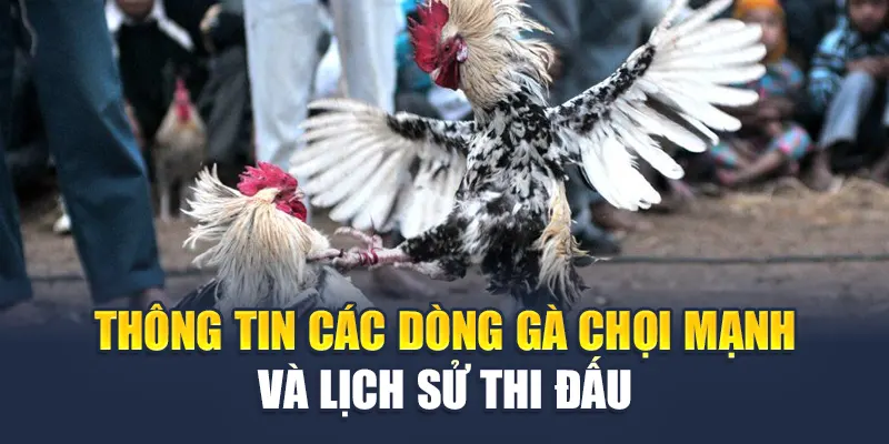 Thông tin các dòng gà chọi mạnh và lịch sử thi đấu