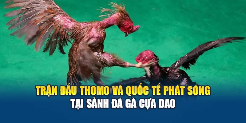 Trận đấu Thomo và quốc tế phát sóng tại sảnh đá gà cựa dao