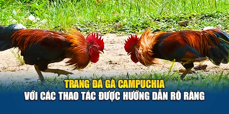 Trang đá gà Campuchia với các thao tác được hướng dẫn rõ ràng